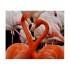 Flamingo insulated flasks